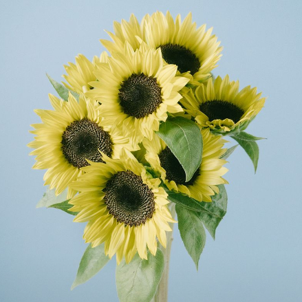 Sunrich Lemon_10s