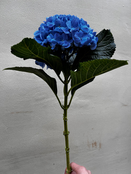 Hydrangea Blue 10 stems | MOQ 1 box 10 stems