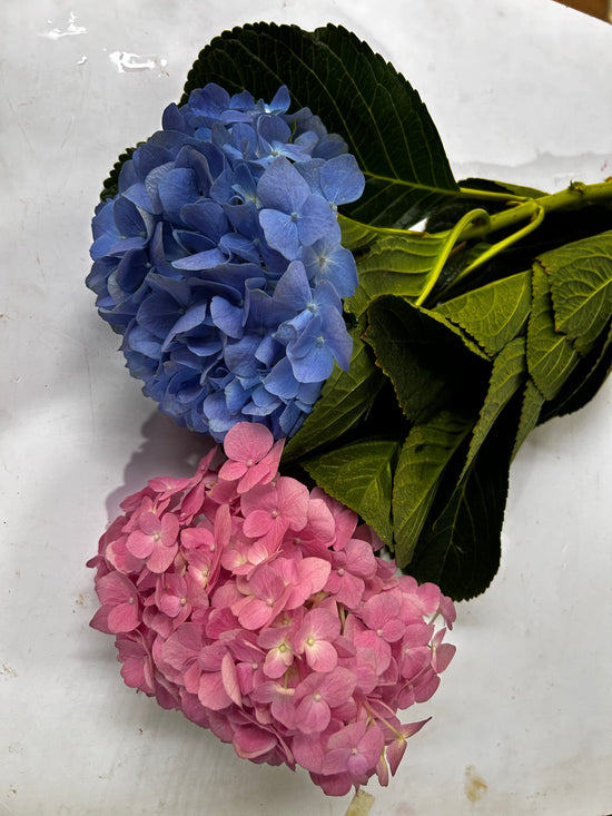 Hydrangea Pink 10 stems | MOQ 1 box 10 stems