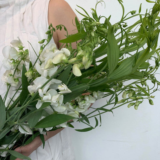 Summer Sweetpea White_10s