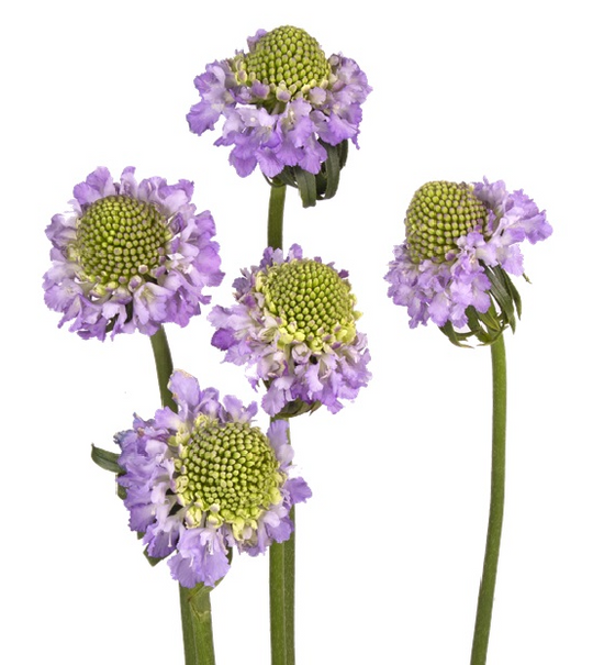 Scabiosa Scoop Lavender_10s