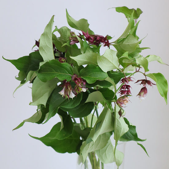Leycesteria_10s
