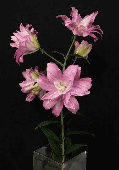 Double Bloomed Pink_10s