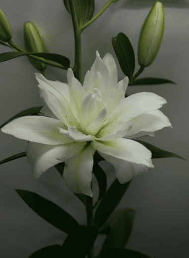 Double Bloomed White_10s