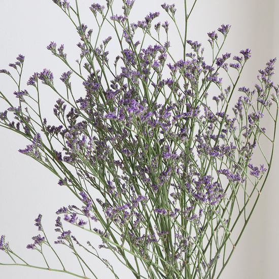 Blue Fantasia Marine_10s