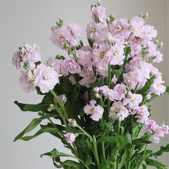 Cherry Quartet Sp_10s