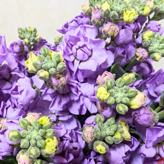 Lavender Quartet Sp_10s