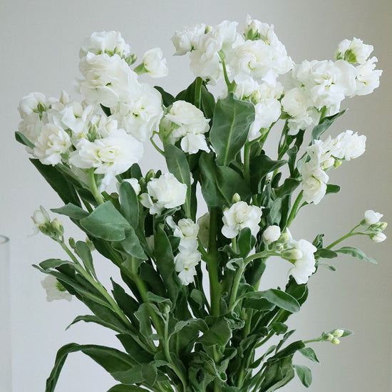 White Quartet Sp_10s