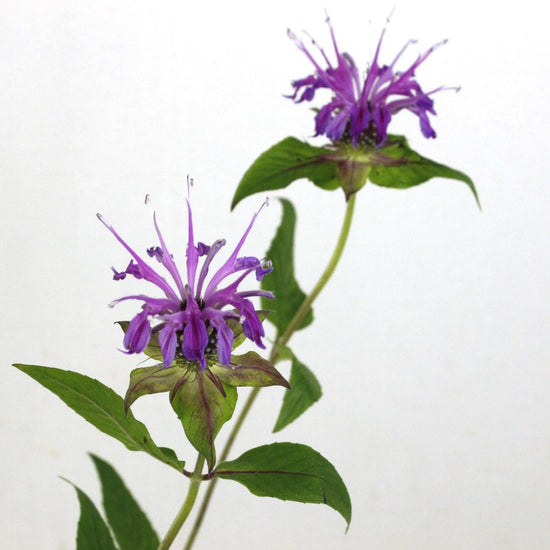 Monarda Purple_10s