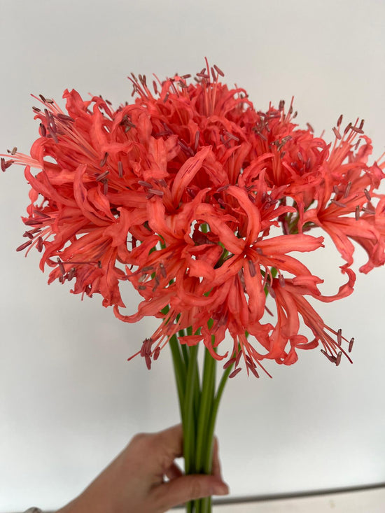 Diamond Lily Orange_10s