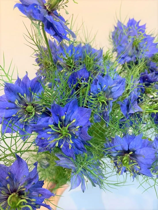 Nigella Blue_10s