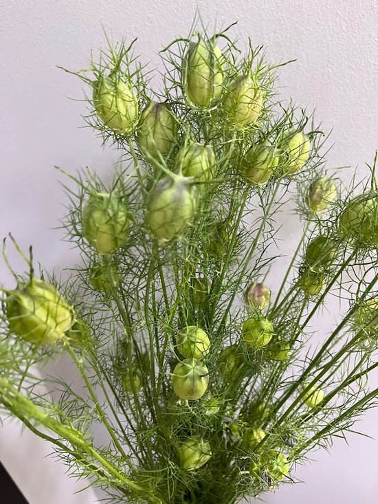 Nigella Seed_10s