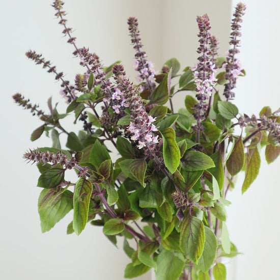 African Blue Basil