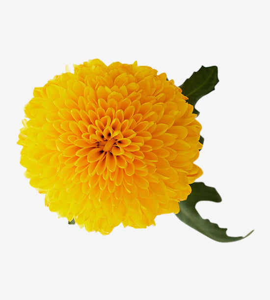 Chrysanthemum (Disbuds) Bombon Paladov Sunny_10s