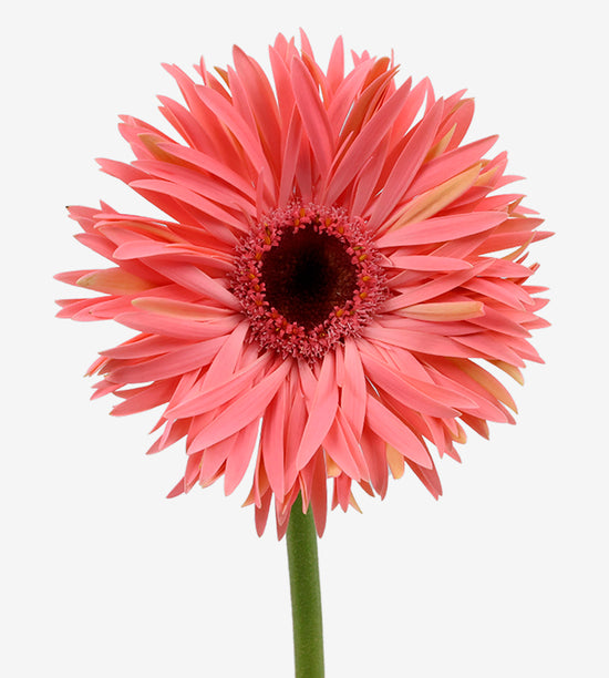 Gerbera Panoramic Spider_10S