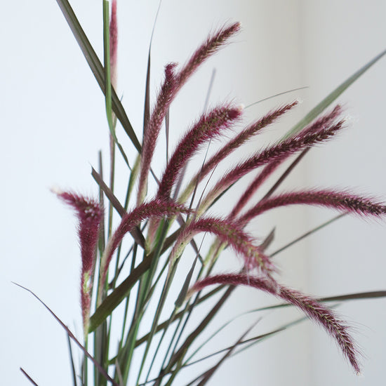 Purple Fountain Grass_10s
