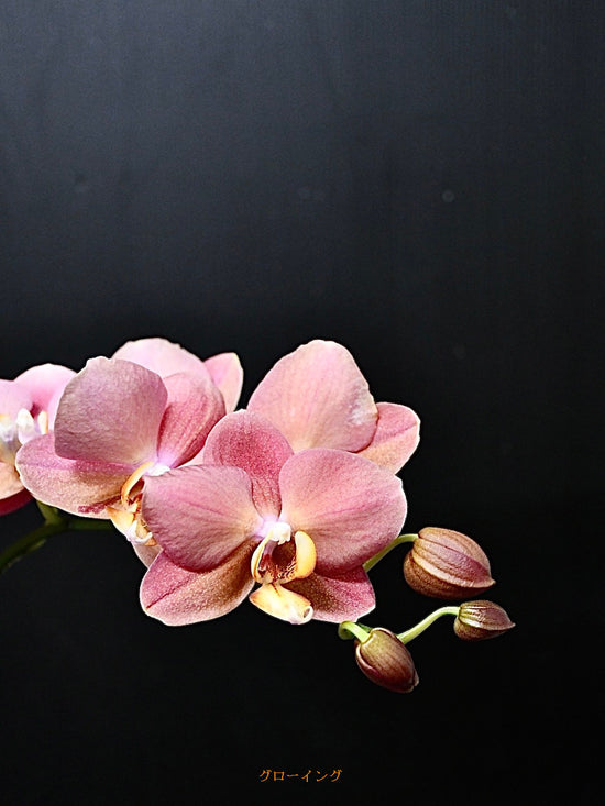 Growing_5s