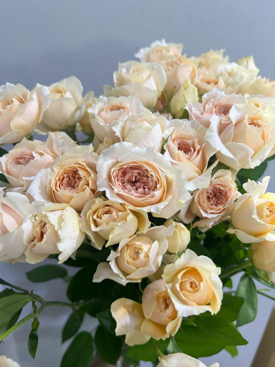 Cheer Girl Apricot_10s