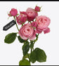 Rosa Hybrida (Sp) Silva Pink_10s