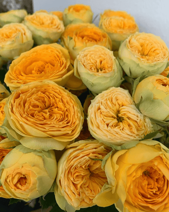 Sunny Trend Setter_10s