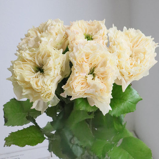 All 4 Cute White Plus_10s