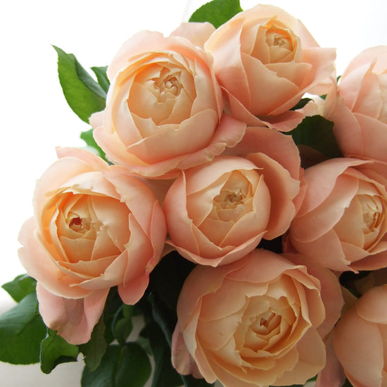 Apricot Foundation_10s