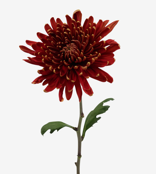 Chrysanthemum (Disbuds) Cremon Rosetta_10S