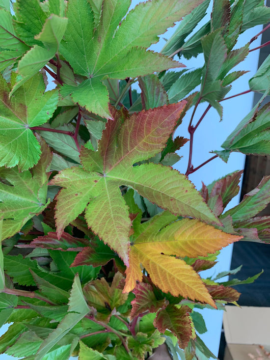 Bramble (Autumn Colors)_10s