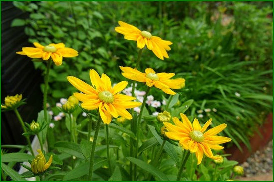 Prairie Sun_10s