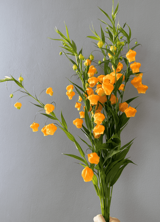 Sandersonia_70Cm_10s