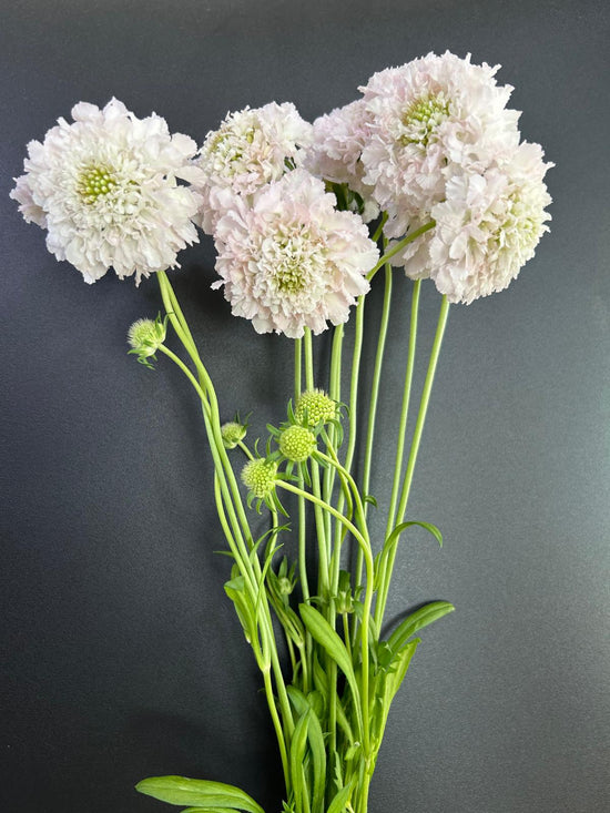 French Vanilla Scoop_10s