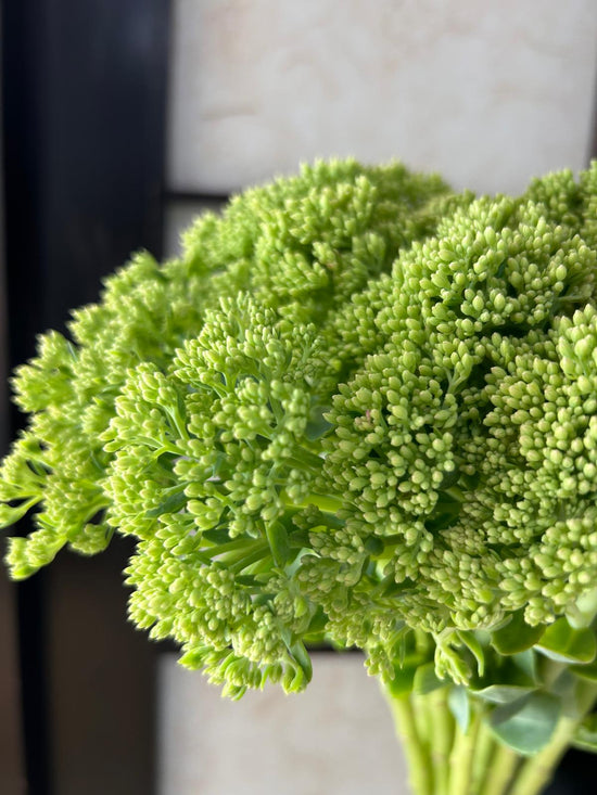 Sedum Green_10s