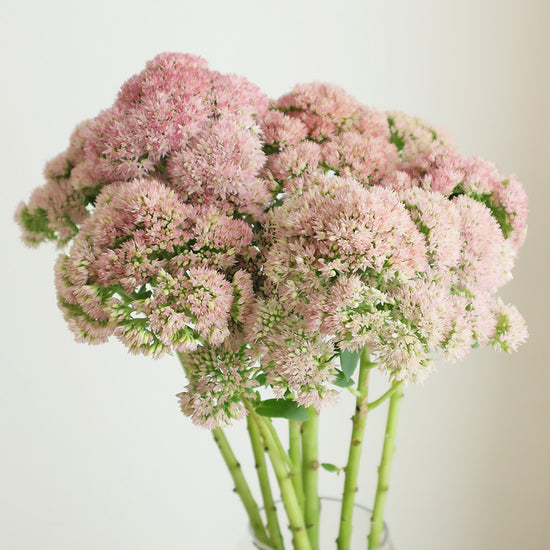 Sedum Pink_10s