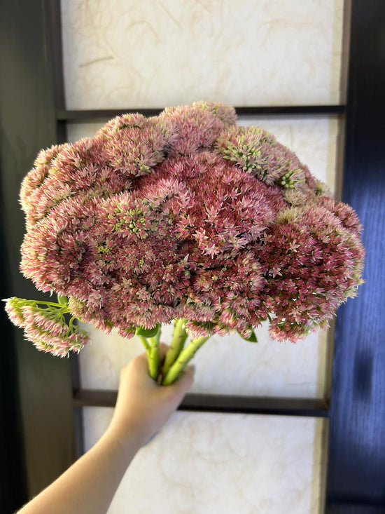 Sedum Pink_10s