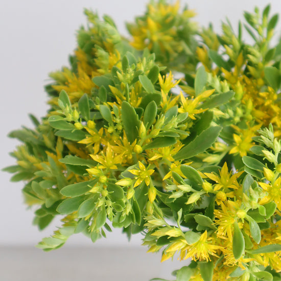 Yellow Star_10s