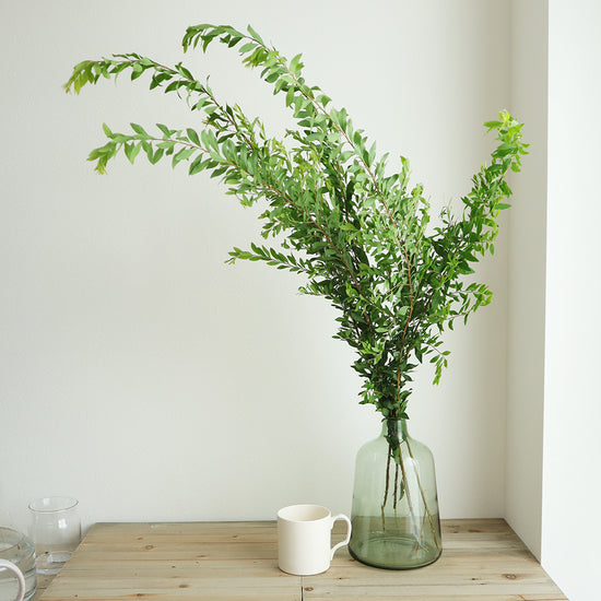 Yukiyanagi_(Leaf)_10s