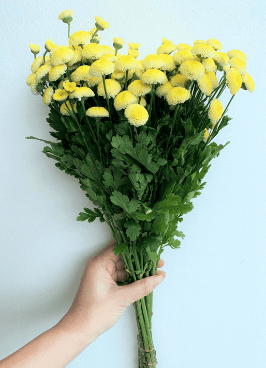 Yellow Pegmo_10s