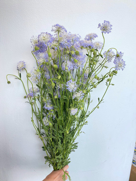 Blue Lace Flower_10s