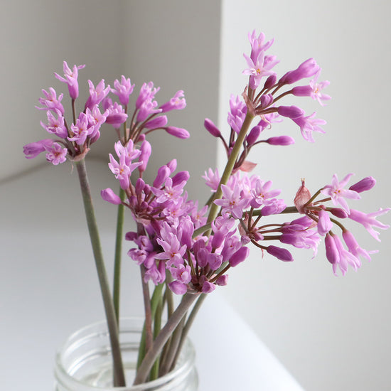 Tulbaghia Fragrans Purple_10s