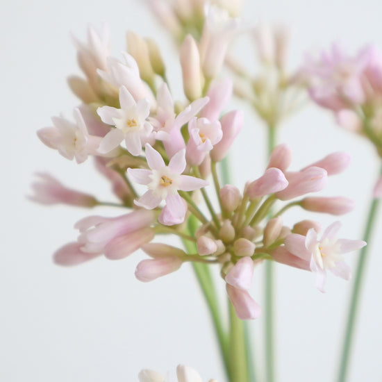 Tulbaghia Light Pink_10s