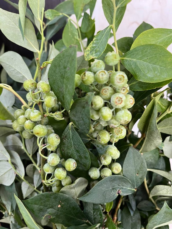 Blueberry 90Cm_10s