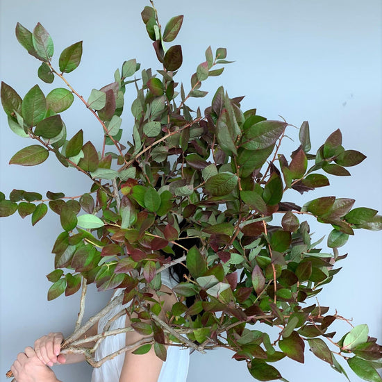 Blueberry (Autumn Leaves)_10s