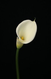 Calla White 50Cm_10s