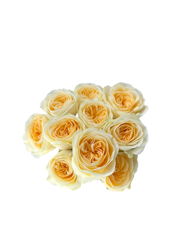 Rose Buttercup | 50-60cm | Bloom Size M | MOQ 1 box 100 stems