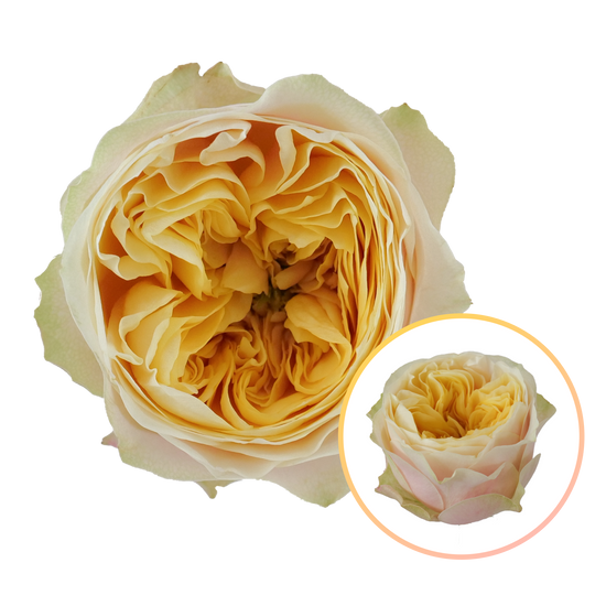 Rose St Peters Park | 50-60cm | Bloom Size L | MOQ 1 box 100 stems