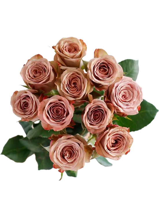 Rose Cappucino | 50-60cm | Bloom Size M | MOQ 1 box 100 stems