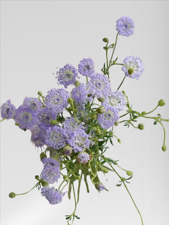 Blue Lace Flower (6 bundles/ 18 bundles with bulk discount)