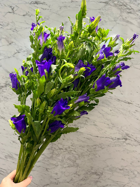 Campanula Campanula Blue_10s