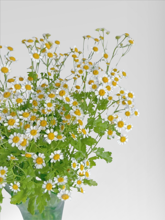 Chamomile  (6 bundles/ 18 bundles with bulk discount)