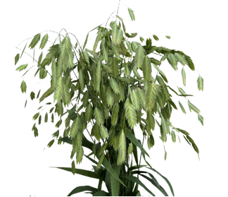 Chasmanthium latifolium (5 bundles/ 20 bundles with bulk discount)